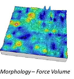 AFSEM image of bone sample with a partially dissolved implant obtained in force volume mode. (Figure 3) Overlay of topography and force volume data.
